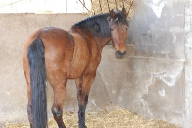  abbiamo gli animali migliori 